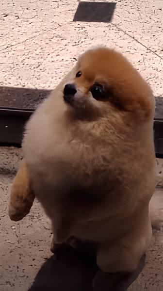 um cachorro lulu da pomerânia