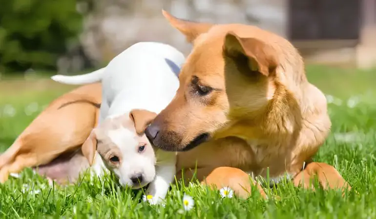 um cachorro deitado em um gramado brincando com outro cachorro que foi introduzido na família a pouco tempo.