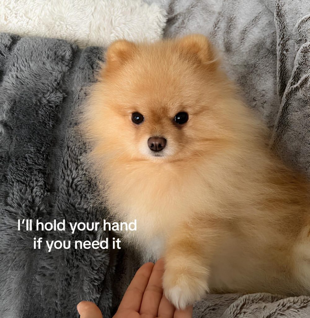 um lulu da pomerânia dando a patinha para seu tutor.