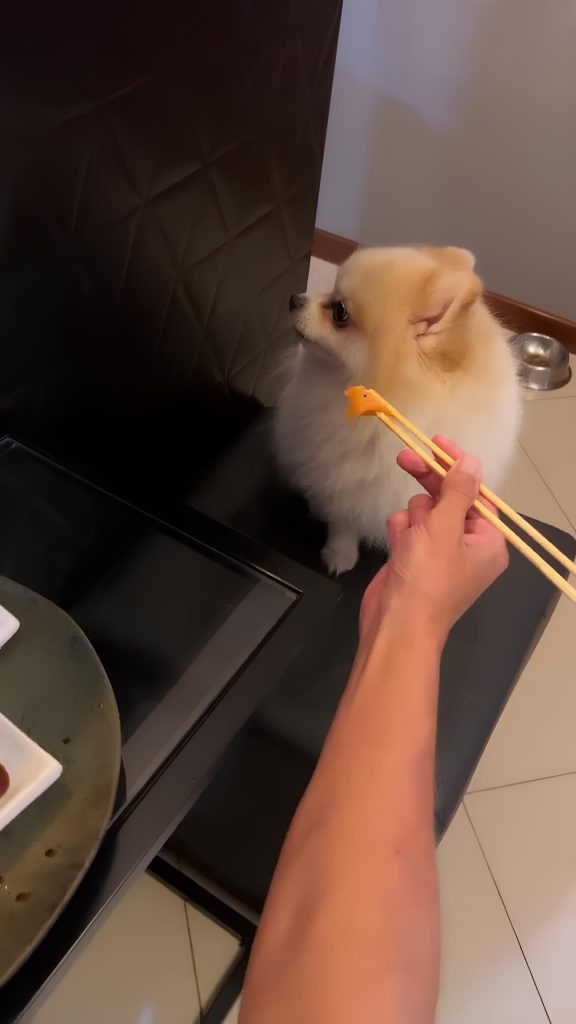 um pomerânia recusando um sushi
