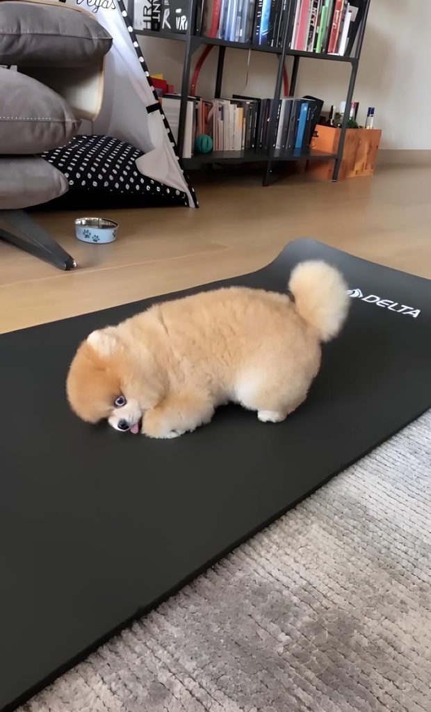 um cachorro deitado em uma esteira.