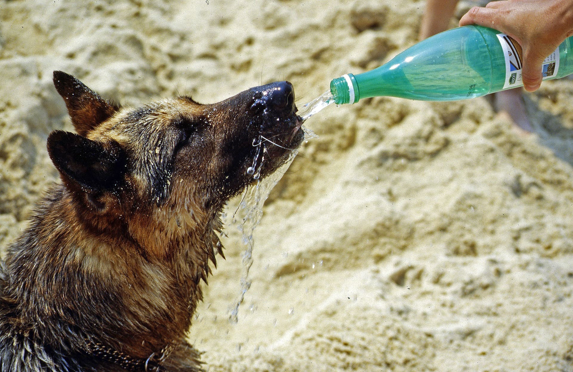 um cachorro na praia bebendo muita água.