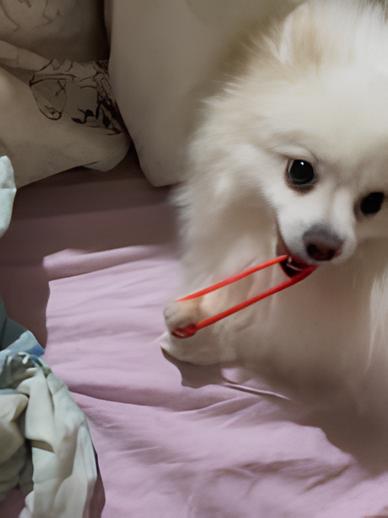 um lulu da pomerânia brincando com sua tutora ana