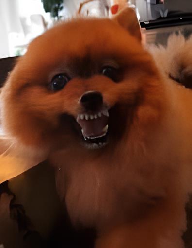 um lulu da pomerânia bravo