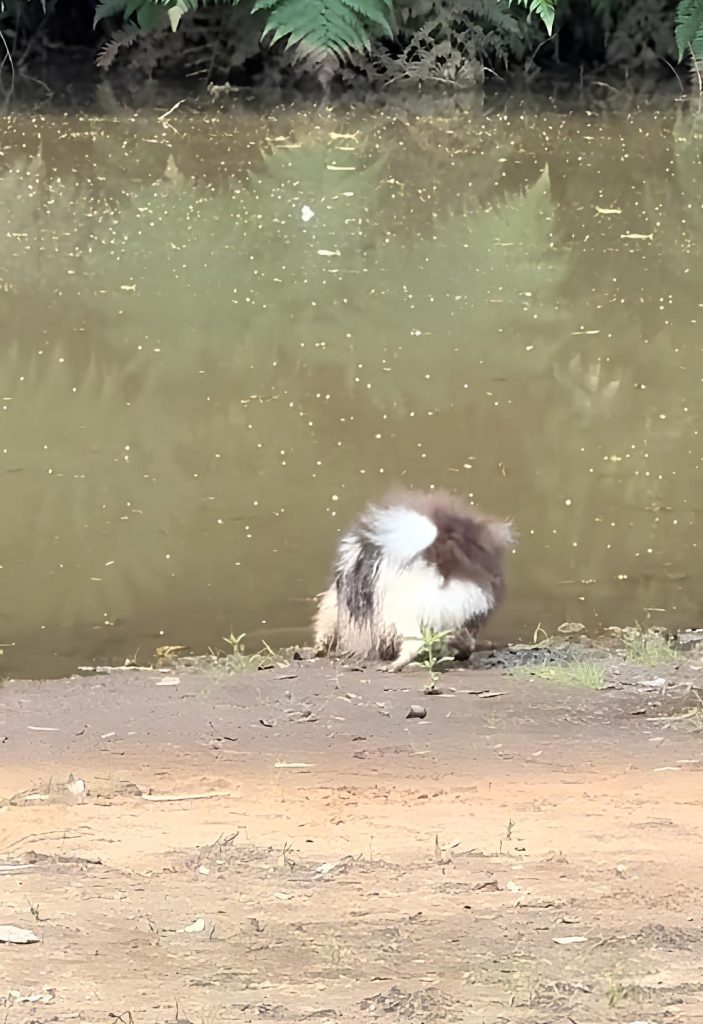 um cachorro sujo na beira de um rio