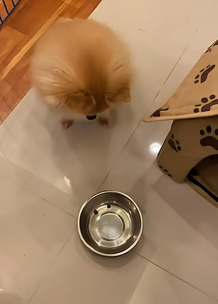 um lulu da pomerânia recusando comer sua dieta.