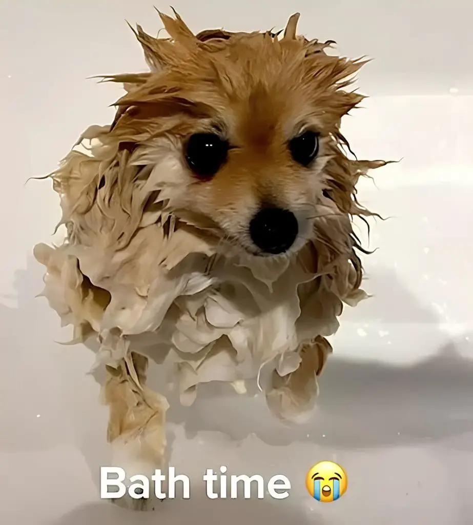 um cachorro tomando banho.