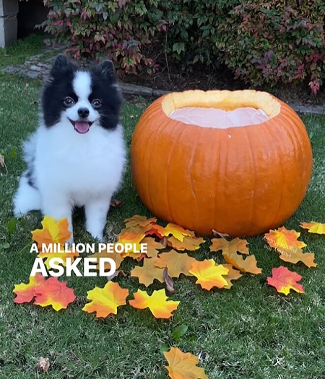 uma abóbora gigante e ao seu lado um lulu da pomerânia.