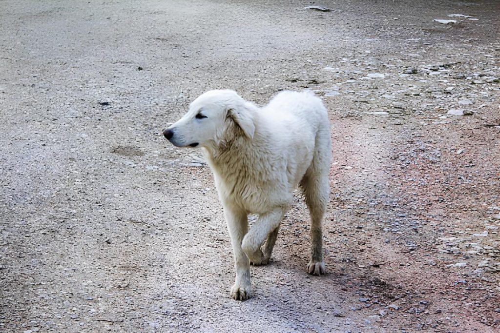 um cachorro mancando com a pata machucada.