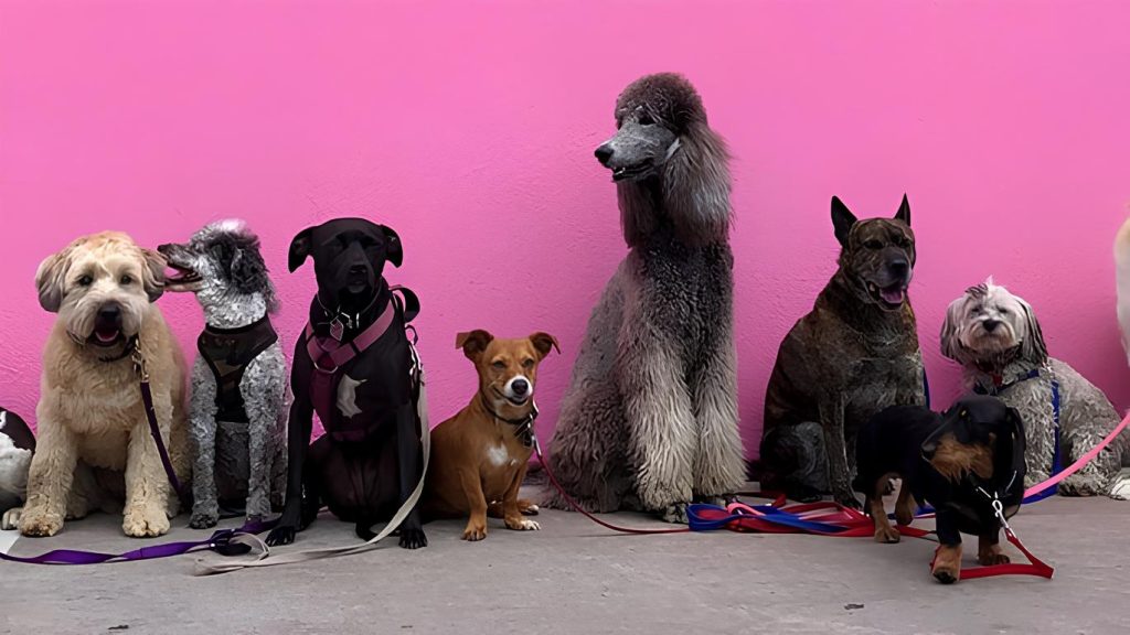 vários cachorros de raças e tamanhos diferentes lado a lado.