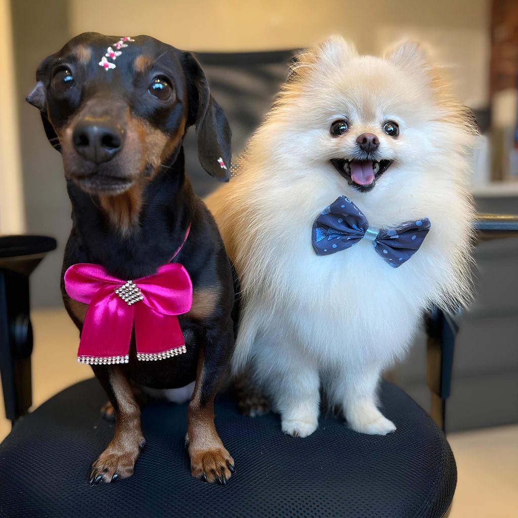 um cachorro linguicinha e sua irmã da raça  lulu da pomerânia