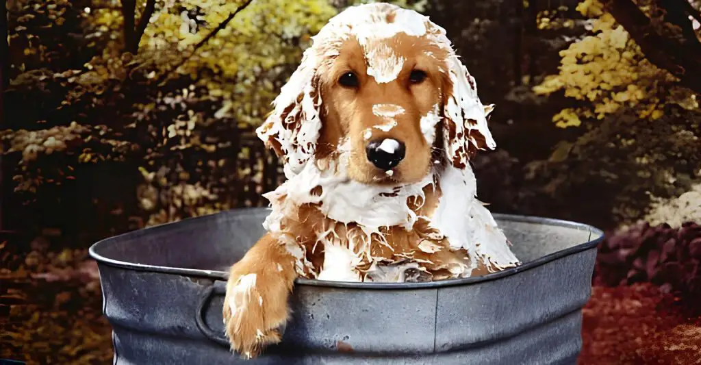 um cachorro cheio de espuma dentro de uma bacia de metal tomando banho em casa.