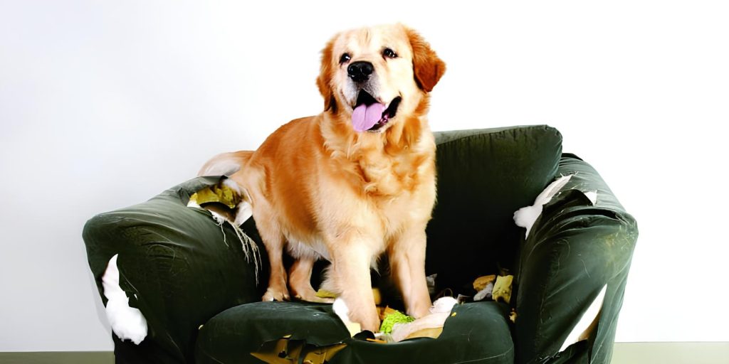 um cachorro em cima de um sofá que ele acabou de roer inteiro.
