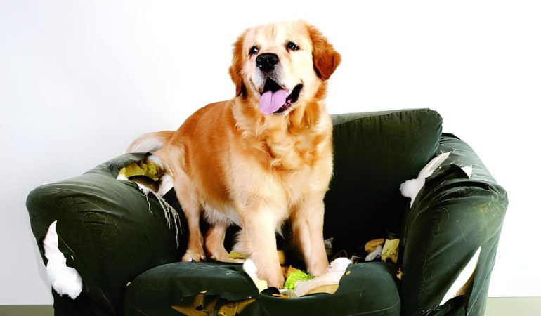 um cachorro sentado em cima de um sofá na cor verde que ele acabou de roer inteiro.