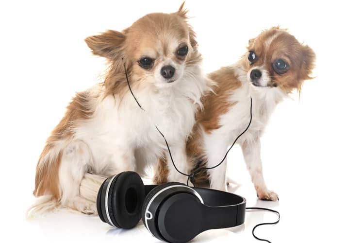 dois cachorros lado a lado com fone de ouvidos escutando música.