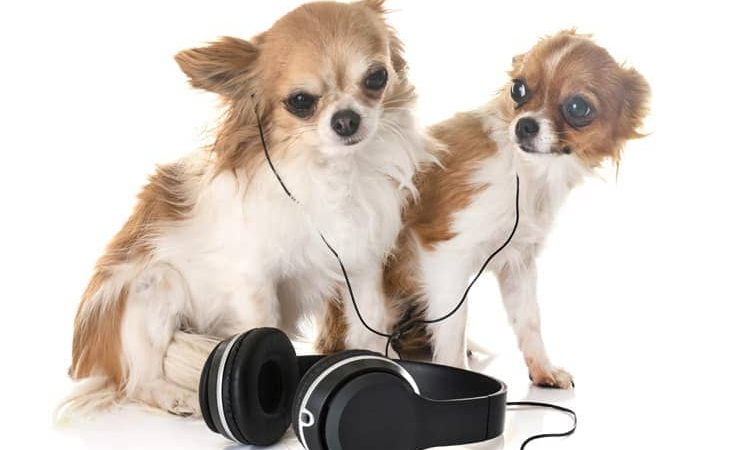 dois cães sentados dividindo um fone de ouvido