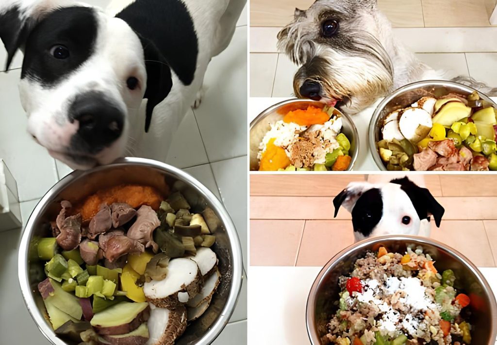 três cachorros comendo comidas naturais e saudáveis.