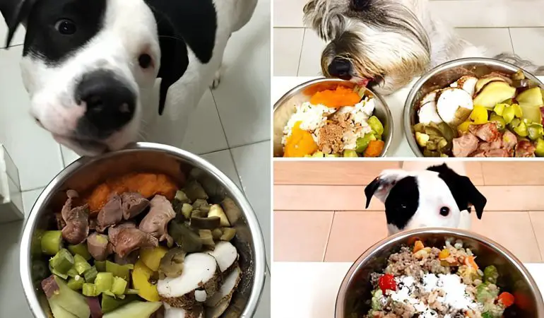 três cães com tigelas de comidas naturais.