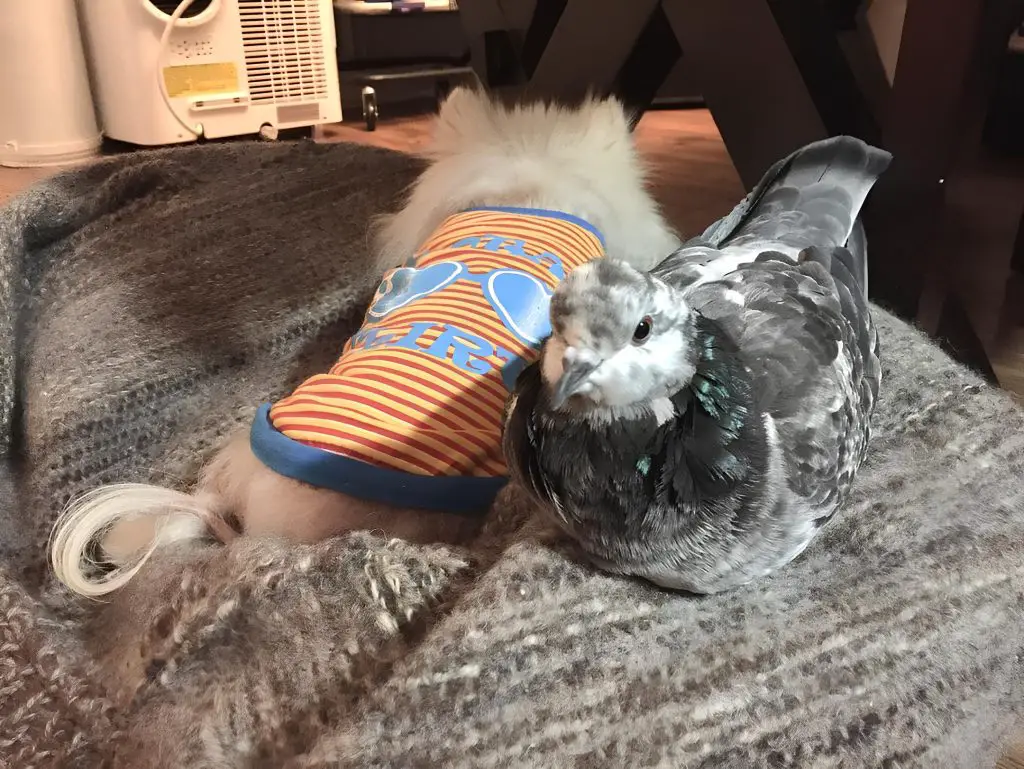 um lulu da pomerânia deitado na cama com pombo.