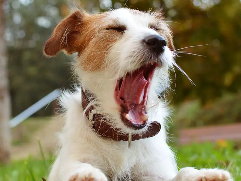 um cachorro com excesso de latidos