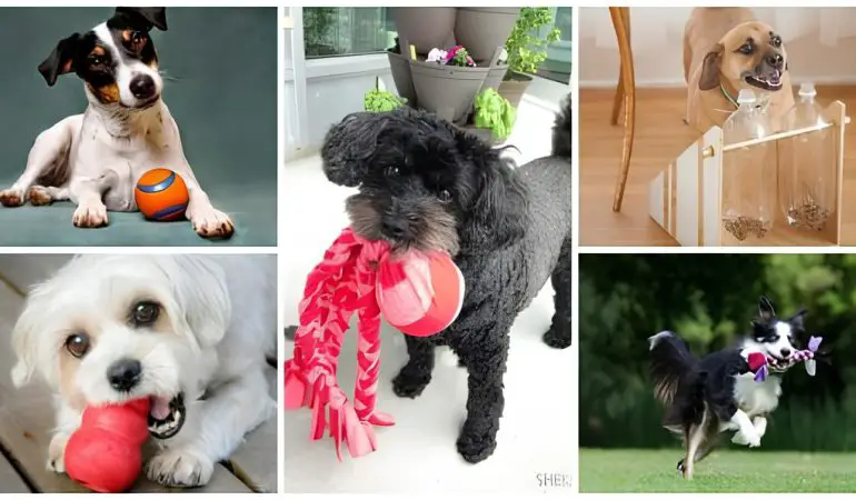 cachorros de raças diferentes brincando com brinquedos caseiros.