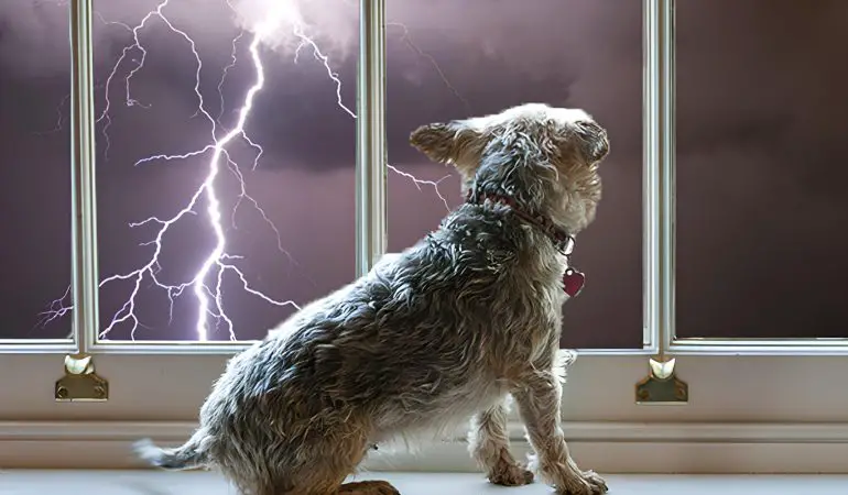 um cachorro sentado olhando para janela raios e trovões.