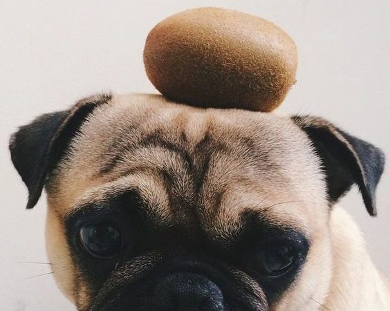 um cachorro com um kiwi na cabeça