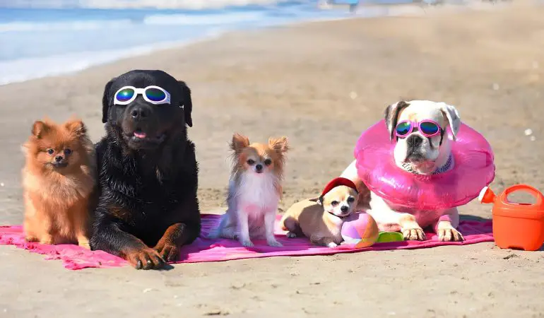 cães de raças e tamanhos diferentes deitados lado a lado em uma areia de praia.