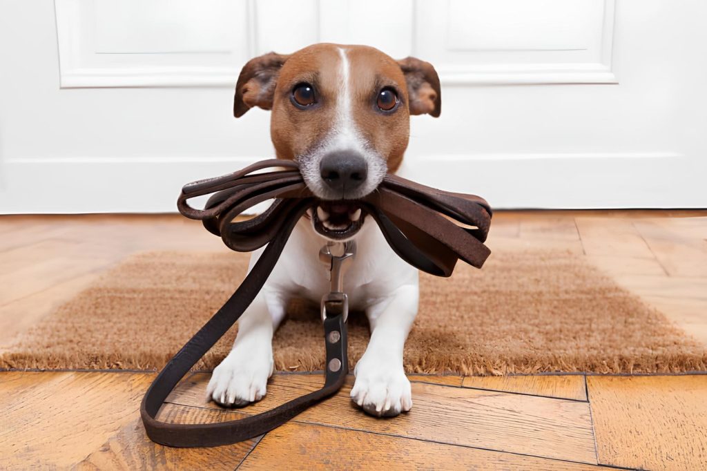 um cachorro deitado com uma coleira e guia na boca.