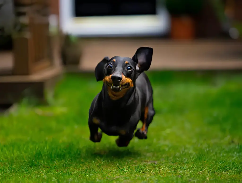 um cachorro com sobre peso correndo em um gramado.
