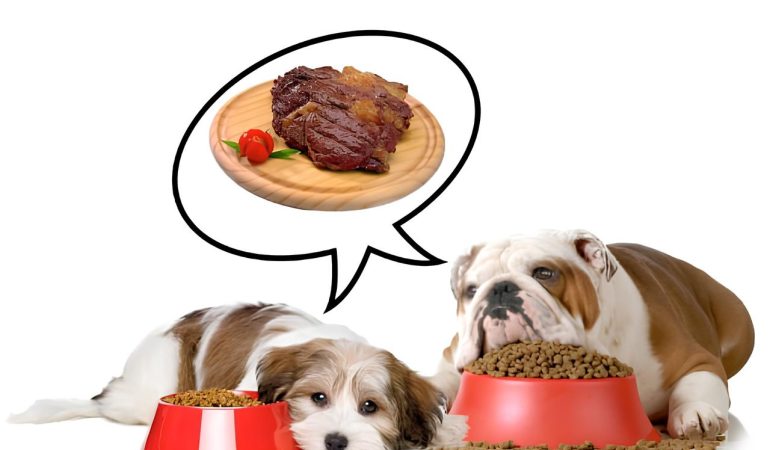 dois cães deitados em cima dos potes de rações.