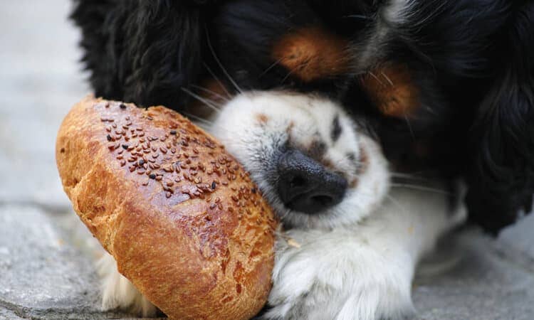 um cachorro comendo um pão fito com farinha de mandioca e gergilin em cima dele.