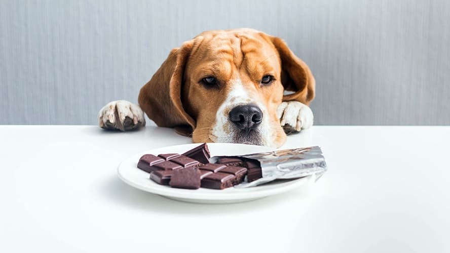 um cachorro olhando para um prato com chocolate.