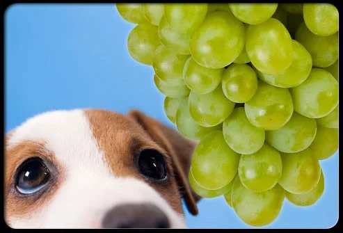 um cachorro olhando para um cacho de uva