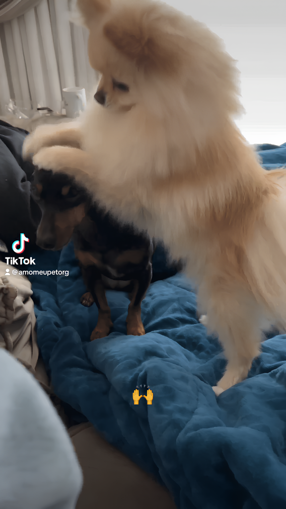 um lulu a pomerânia brincando com sua irmã