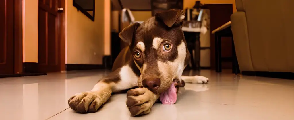 um cachorro deitado ao chão lambendo a pata.
