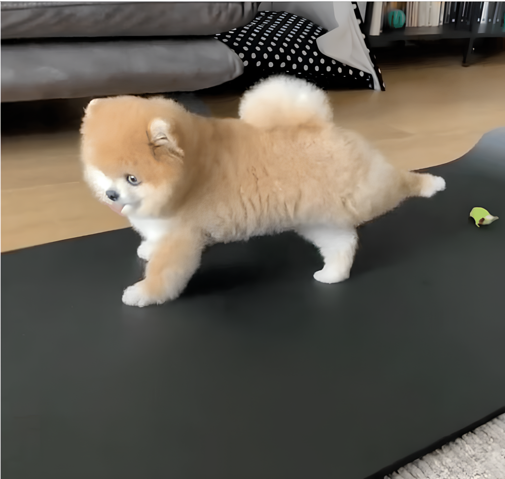 um Lulu da pomerânia chamado Vegas fazendo yoga com sua tutora.