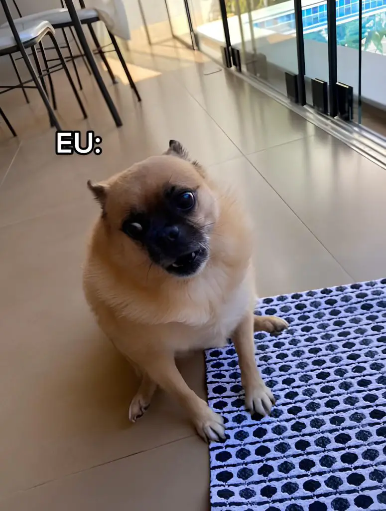 um cachorro resultado de um cruzamento das raças pug e lulu da pomerânia.