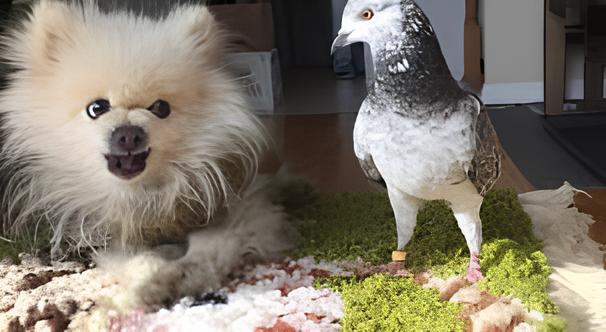 um cachorro e um pombo.