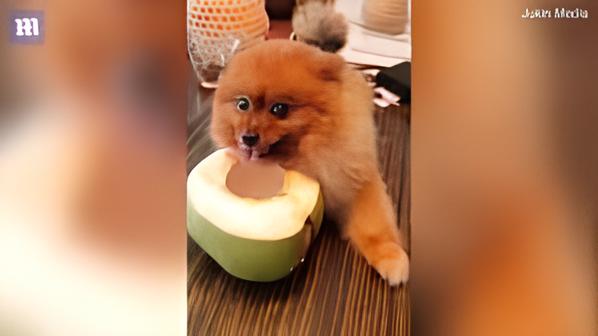 um cachorro comendo um coco.