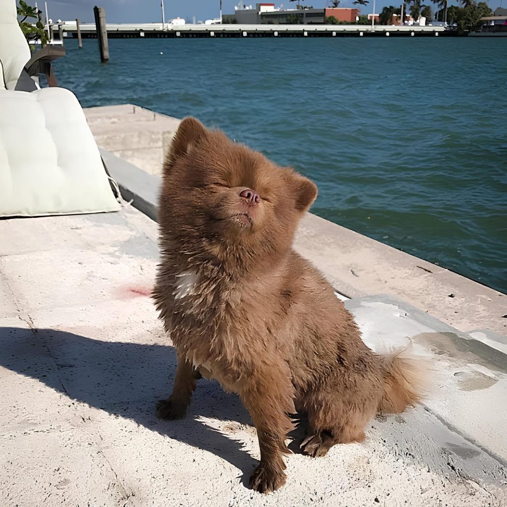 um cachorro fofo sentado tomando um sol.