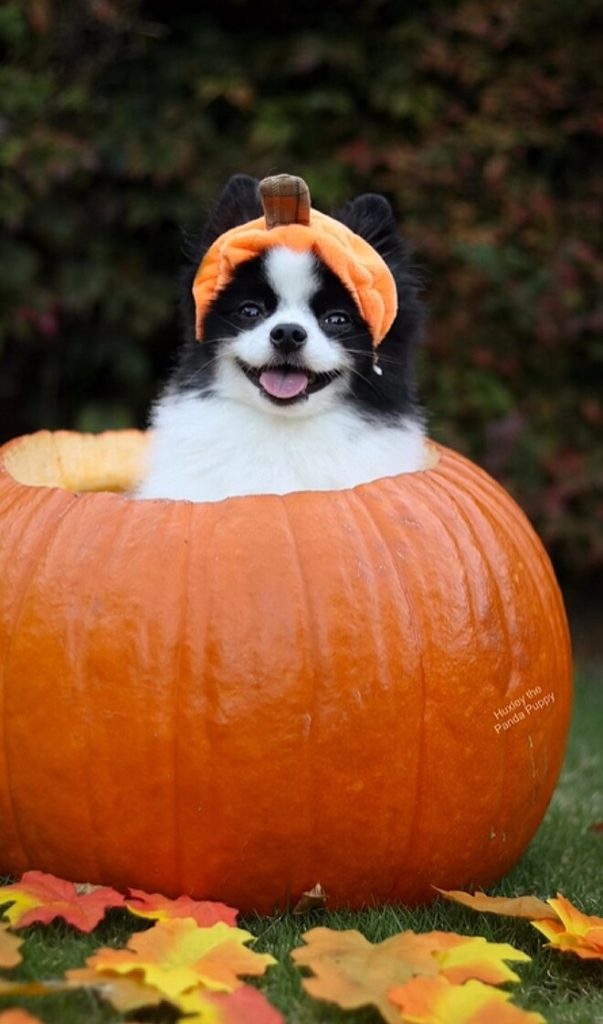 um lulu da pomerânia dentro de uma abóbora gigante