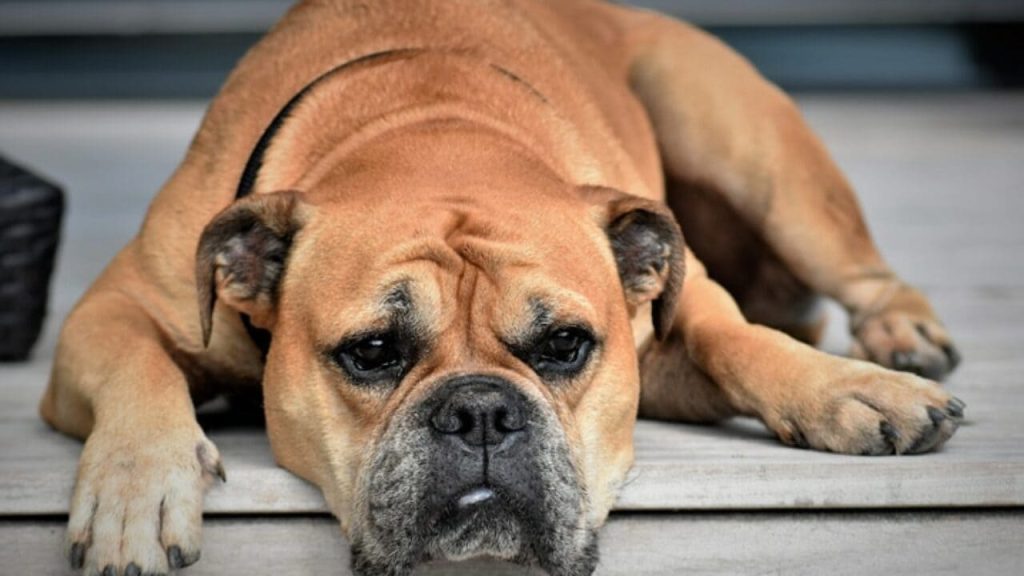 um cachorro com problema de verrugas.