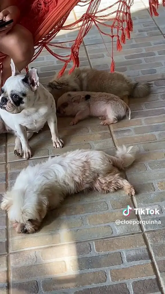 cachorros, junto com porquinho no chão