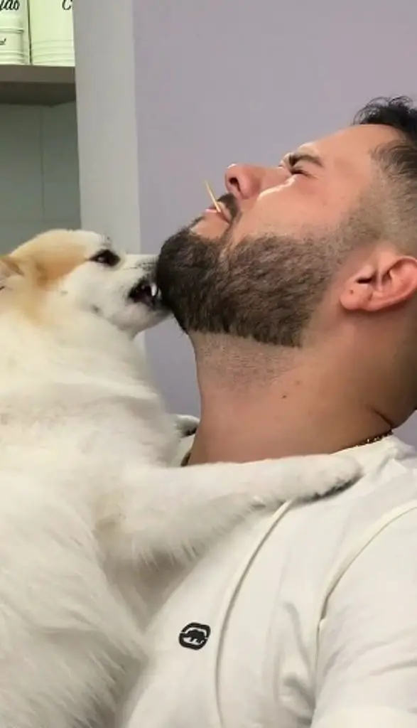 um lulu da pomerânia mordendo a baraba de um homem.