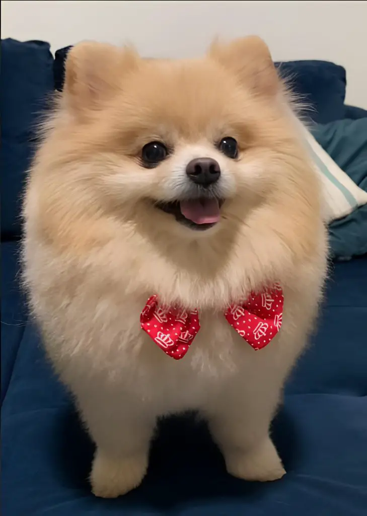 um cachorro da raça lulu da pomerânia, pai do chico