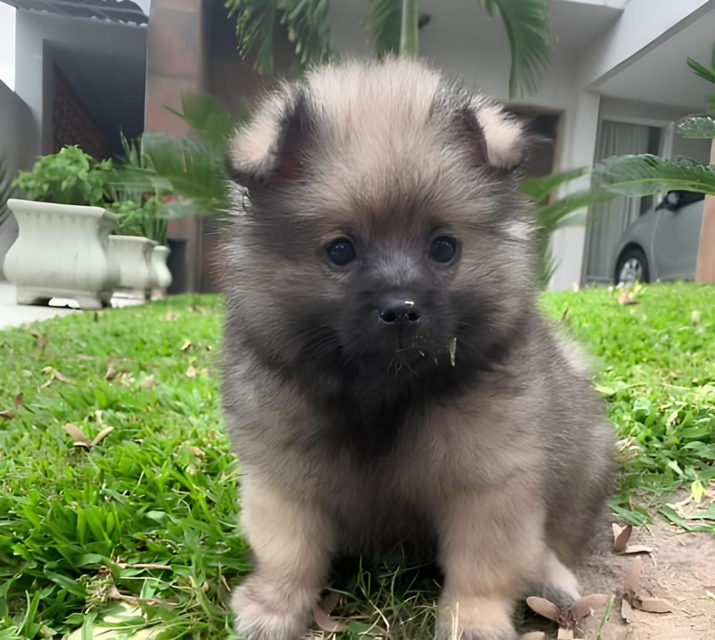 um cão que era para ser da raça lulu da pomerânia.