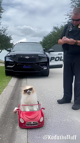 um lulu da pomerânia sendo multado por um policial.