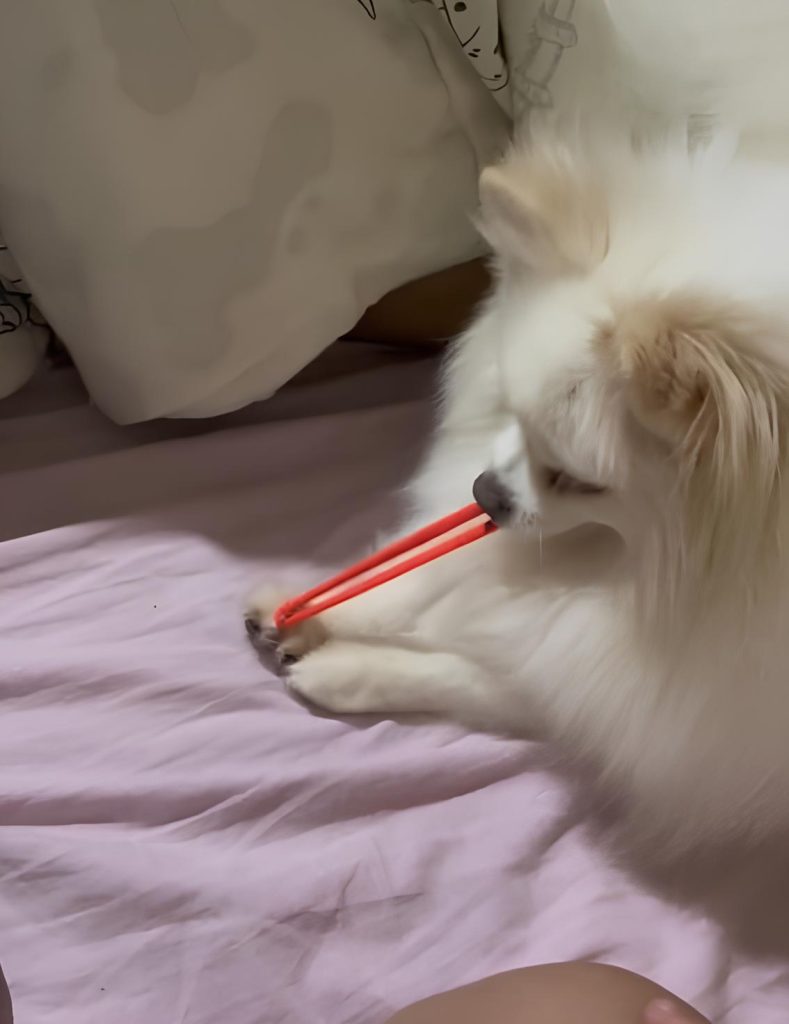 um lulu da pomerânia puxando um estilingue que sua tutora Ana deu
