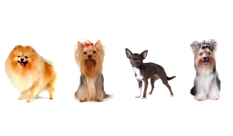 quatro cachorros de raças e pelagens diferentes lado a lado.